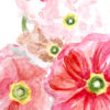 PoppiesCloseupWeb