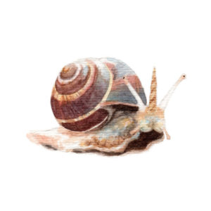 Snailicorn | Watercolor by Darcy Goedecke