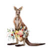 Kangaroo Mama by Darcy Goedecke
