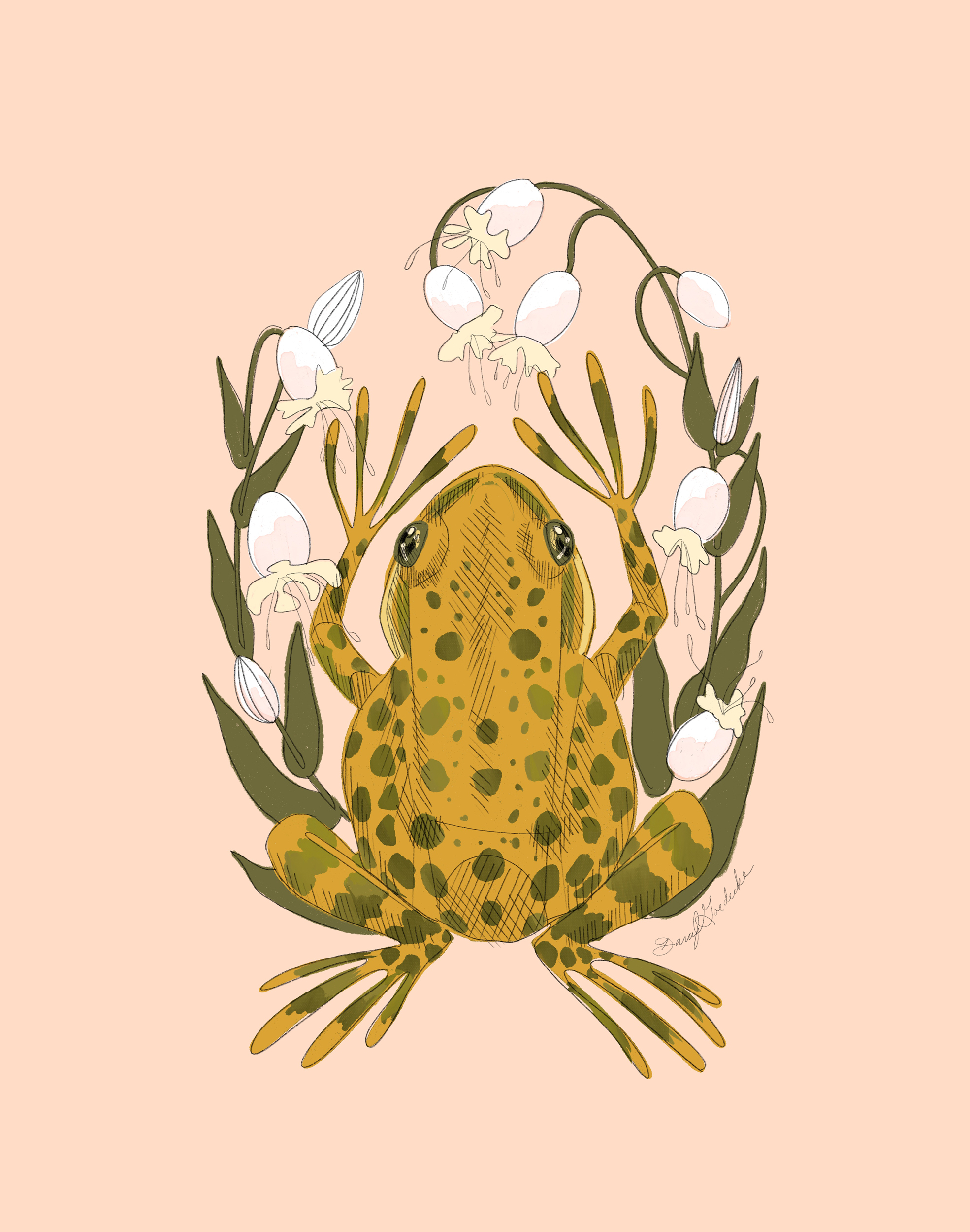 Campion Frog by Darcy Goedecke